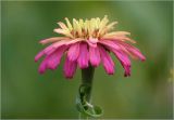 Zinnia elegans