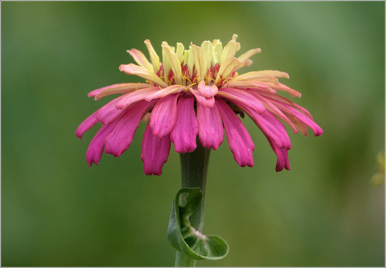 Изображение особи Zinnia elegans.