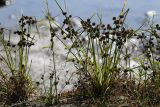 Cyperus difformis. Плодоносящие растения. Приморский край, Уссурийский ГО, окр. ж.-д. пл. 9194 км, дол. р. Раздольная на левом берегу, пойма, илистые отложения. 22.09.2025.