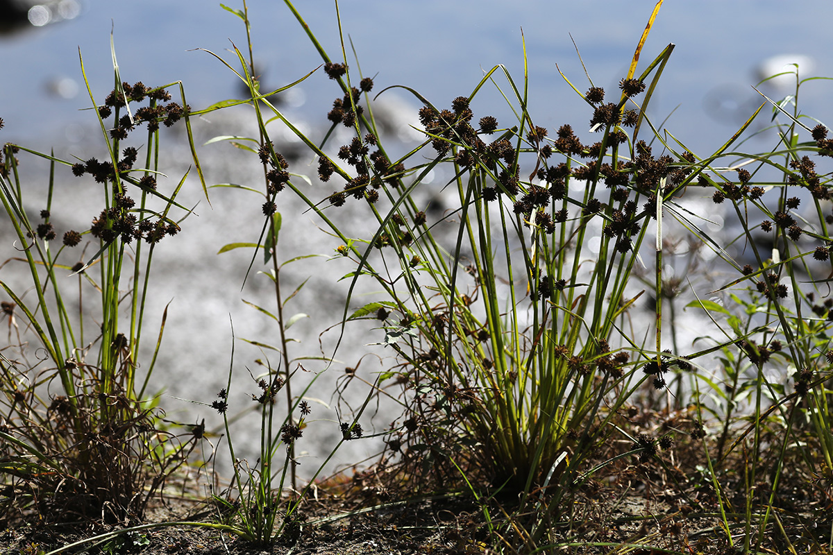 Изображение особи Cyperus difformis.
