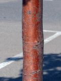 Sorbus aucuparia