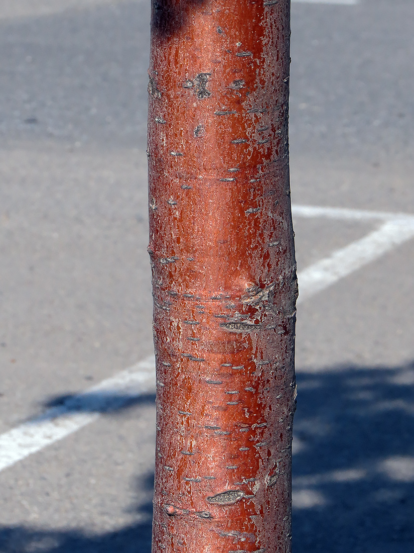 Изображение особи Sorbus aucuparia.
