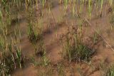 Смотреть изображение Juncus articulatus