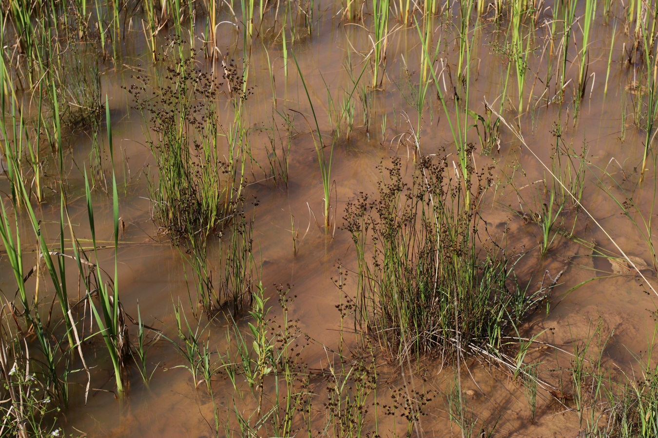 Изображение особи Juncus articulatus.