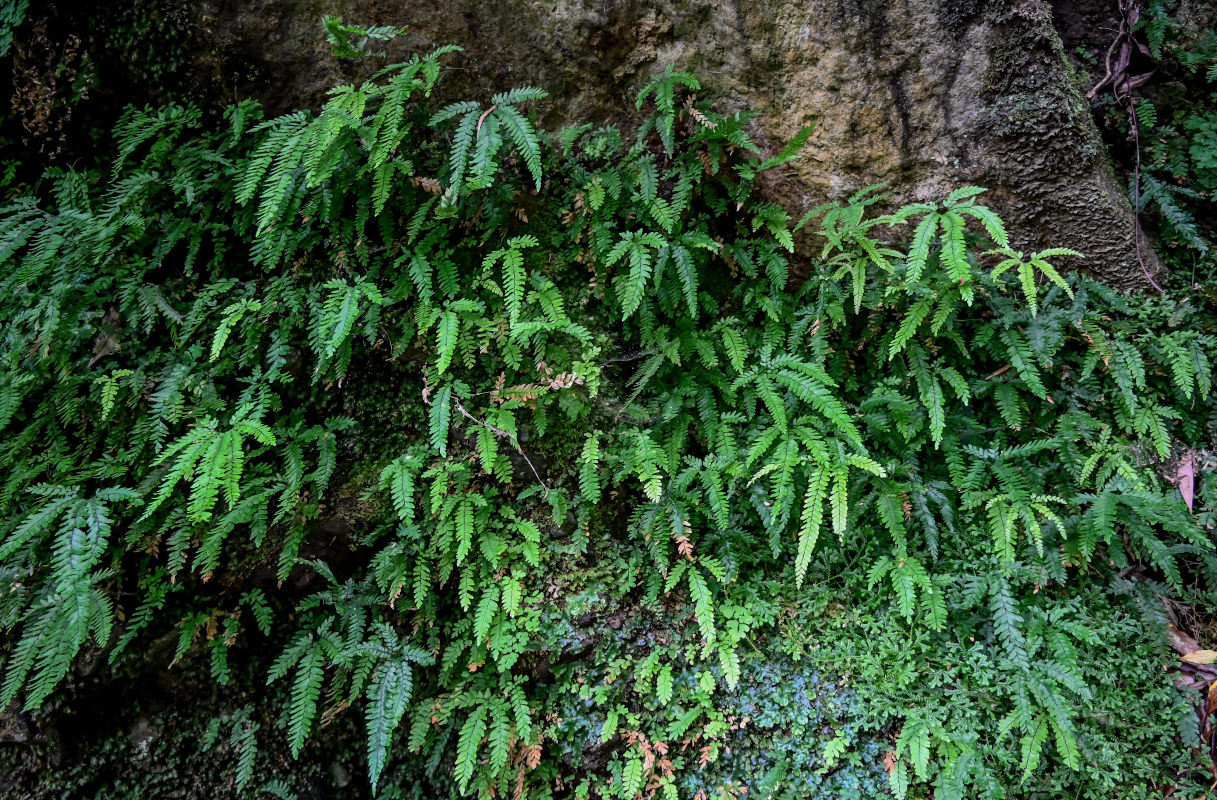 Изображение особи Adiantum hispidulum.