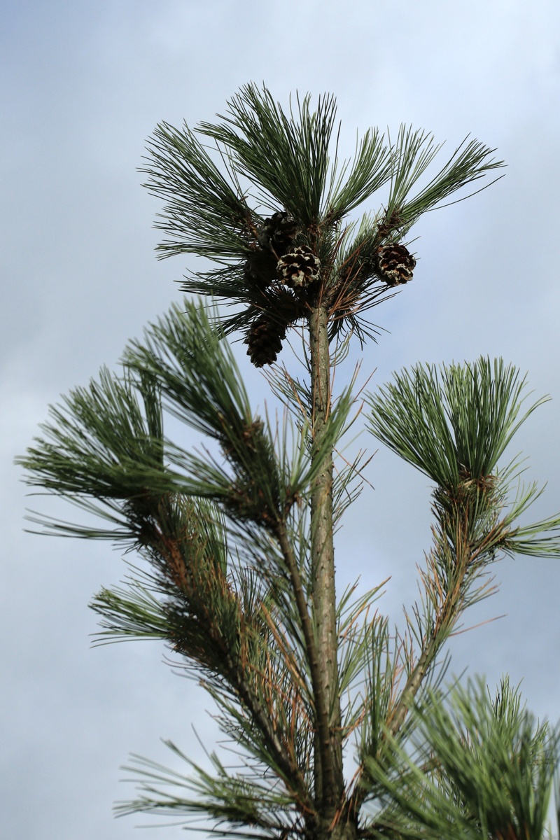 Image of Pinus strobus specimen.