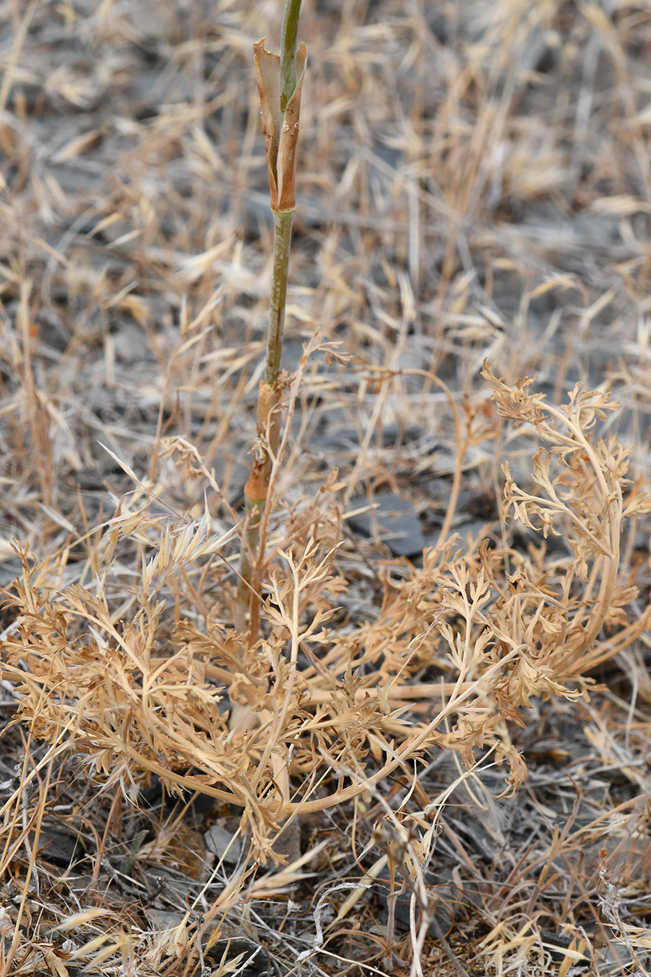 Image of Ferula tschuiliensis specimen.