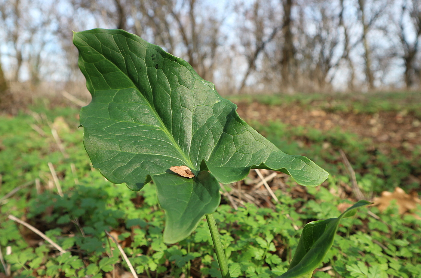 Изображение особи род Arum.