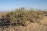 Ephedra strobilacea