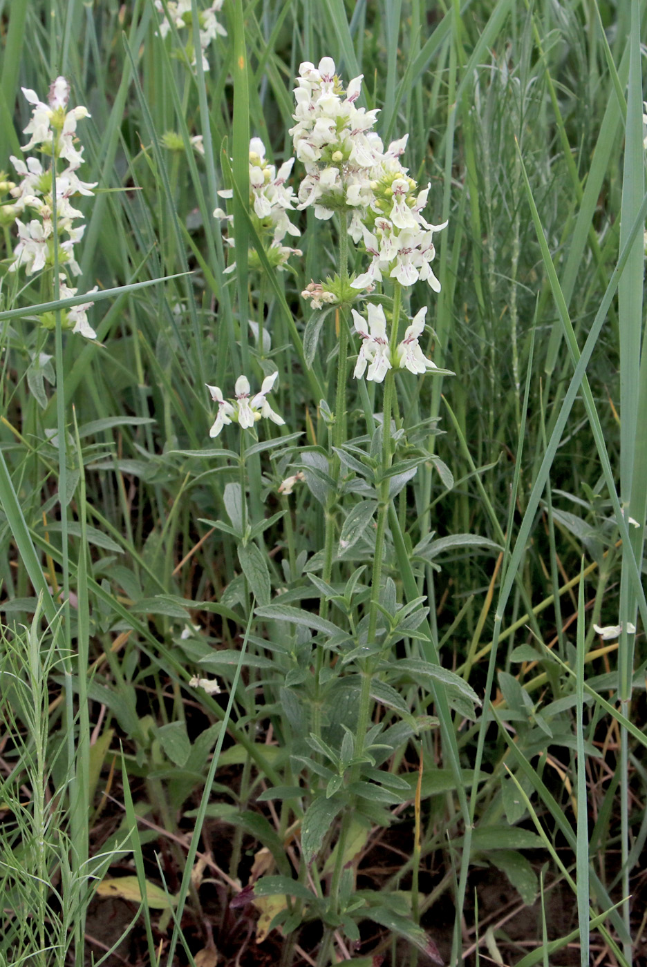 Image of Stachys recta specimen.
