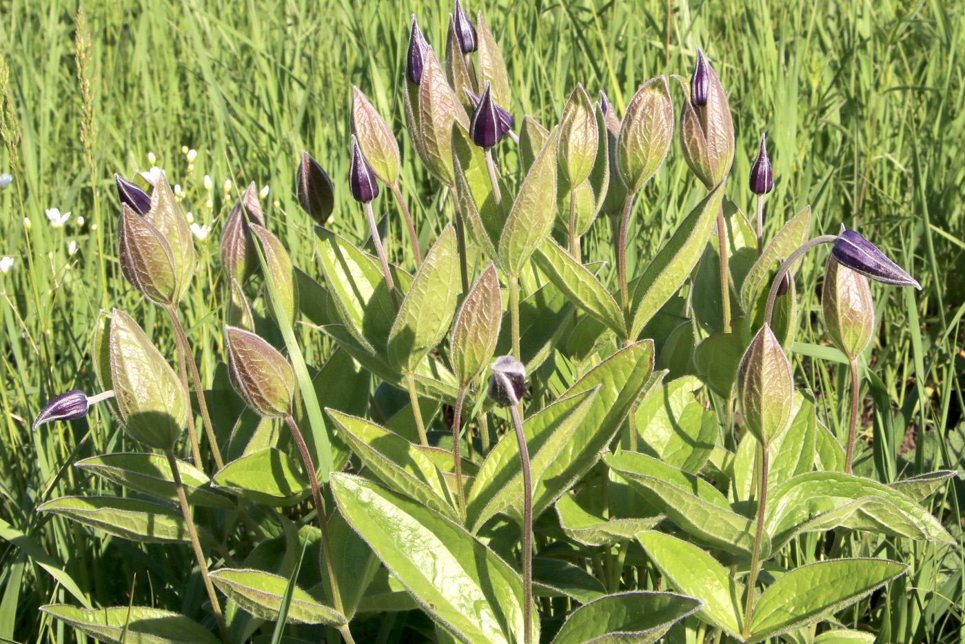 Изображение особи Clematis integrifolia.