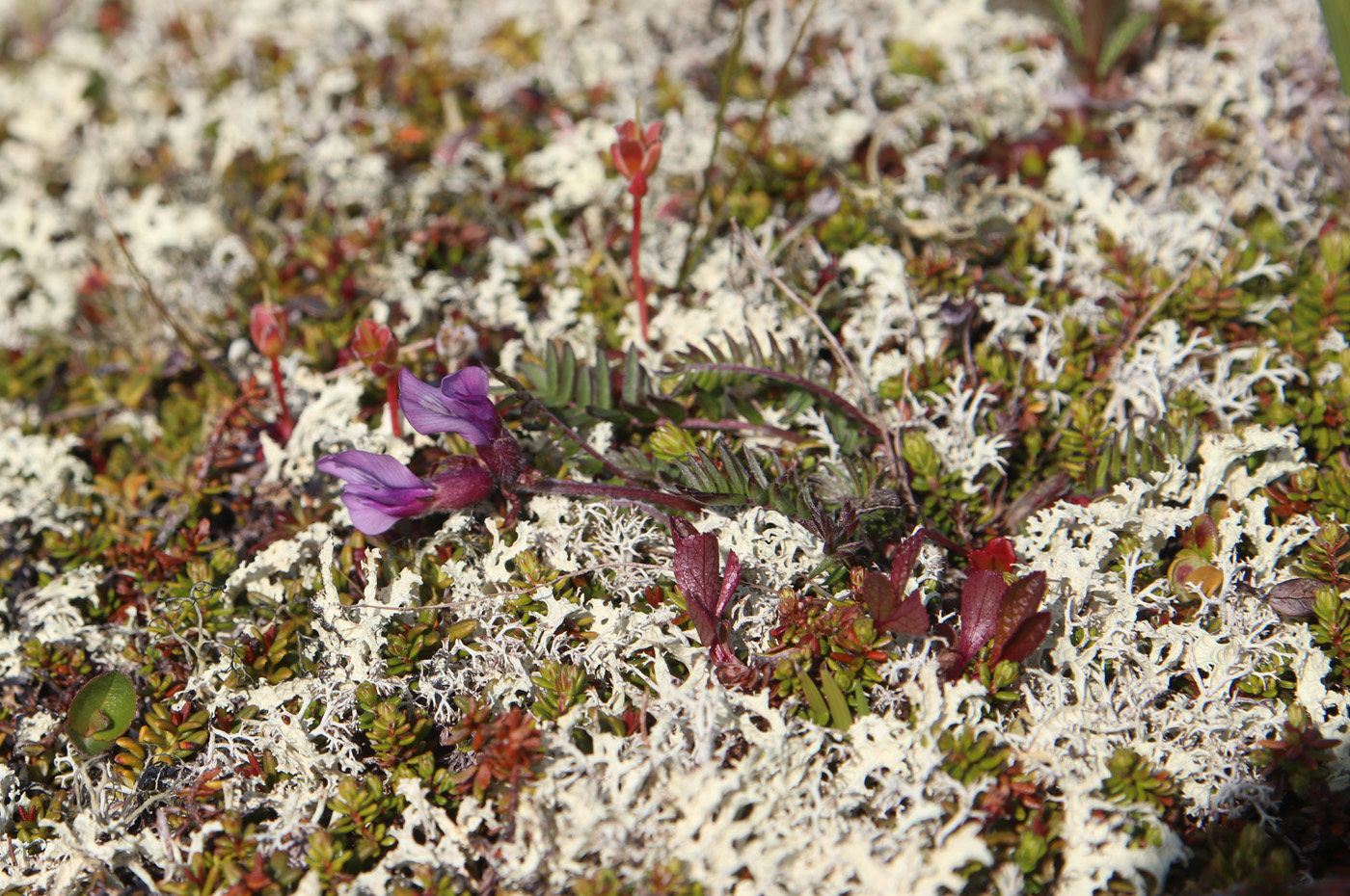 Image of Oxytropis sordida specimen.
