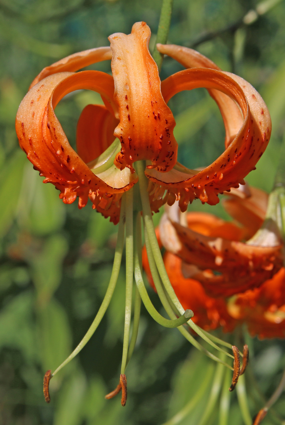 Image of Lilium henryi specimen.