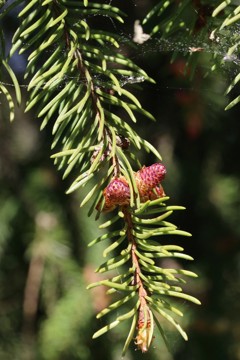 Image of Picea abies specimen.
