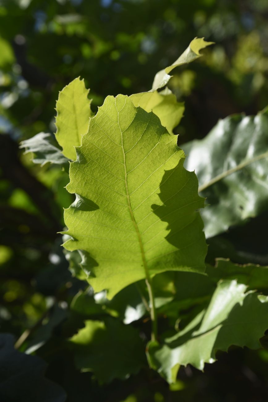 Image of genus Quercus specimen.