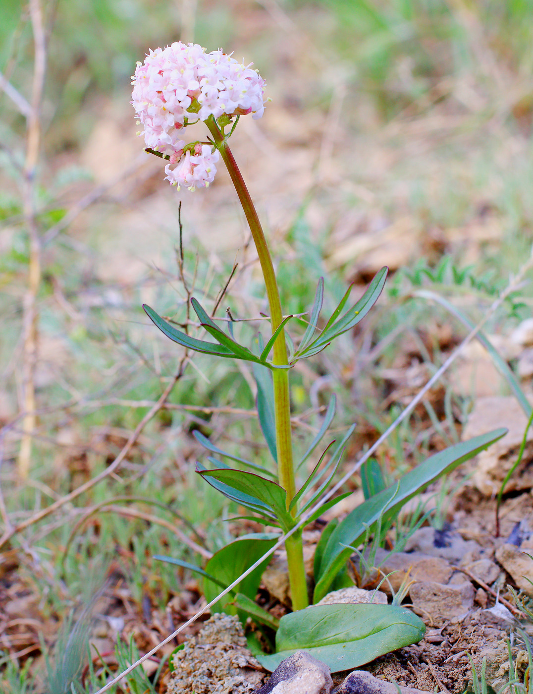 Image of Valeriana tuberosa specimen.
