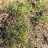 Alhagi pseudalhagi. Плодоносящие растения. Волгоград, берег Волго-Донского канала, между шлюзами № 2 и № 3. 18.10.2025.