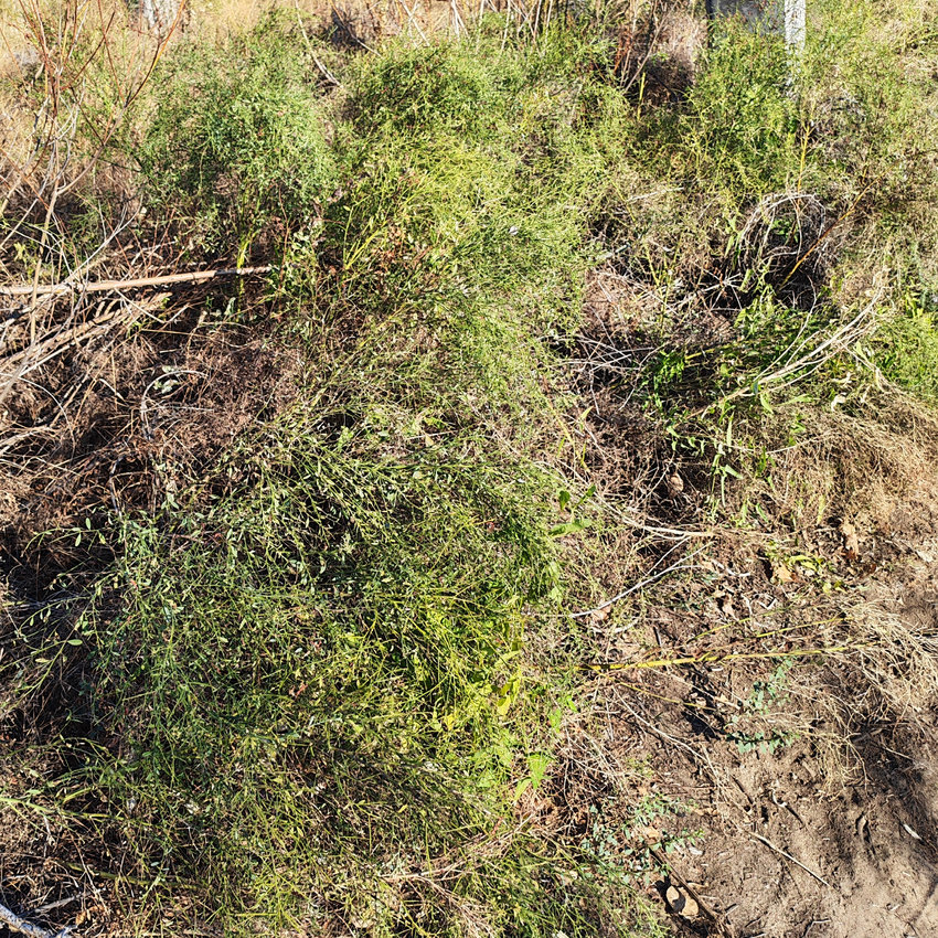 Image of Alhagi pseudalhagi specimen.