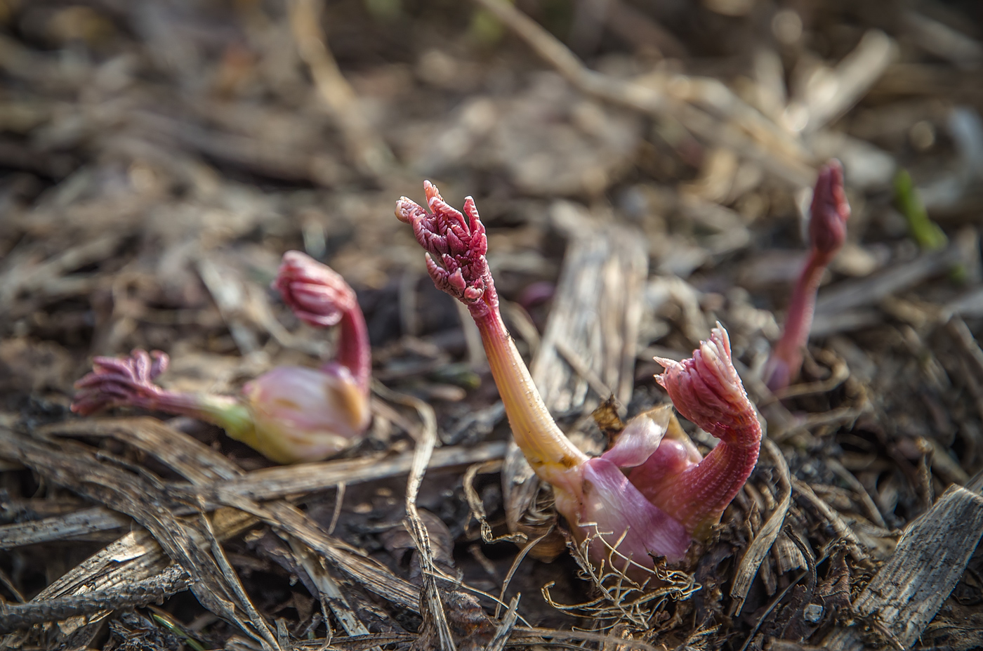 Image of Unknown species specimen.