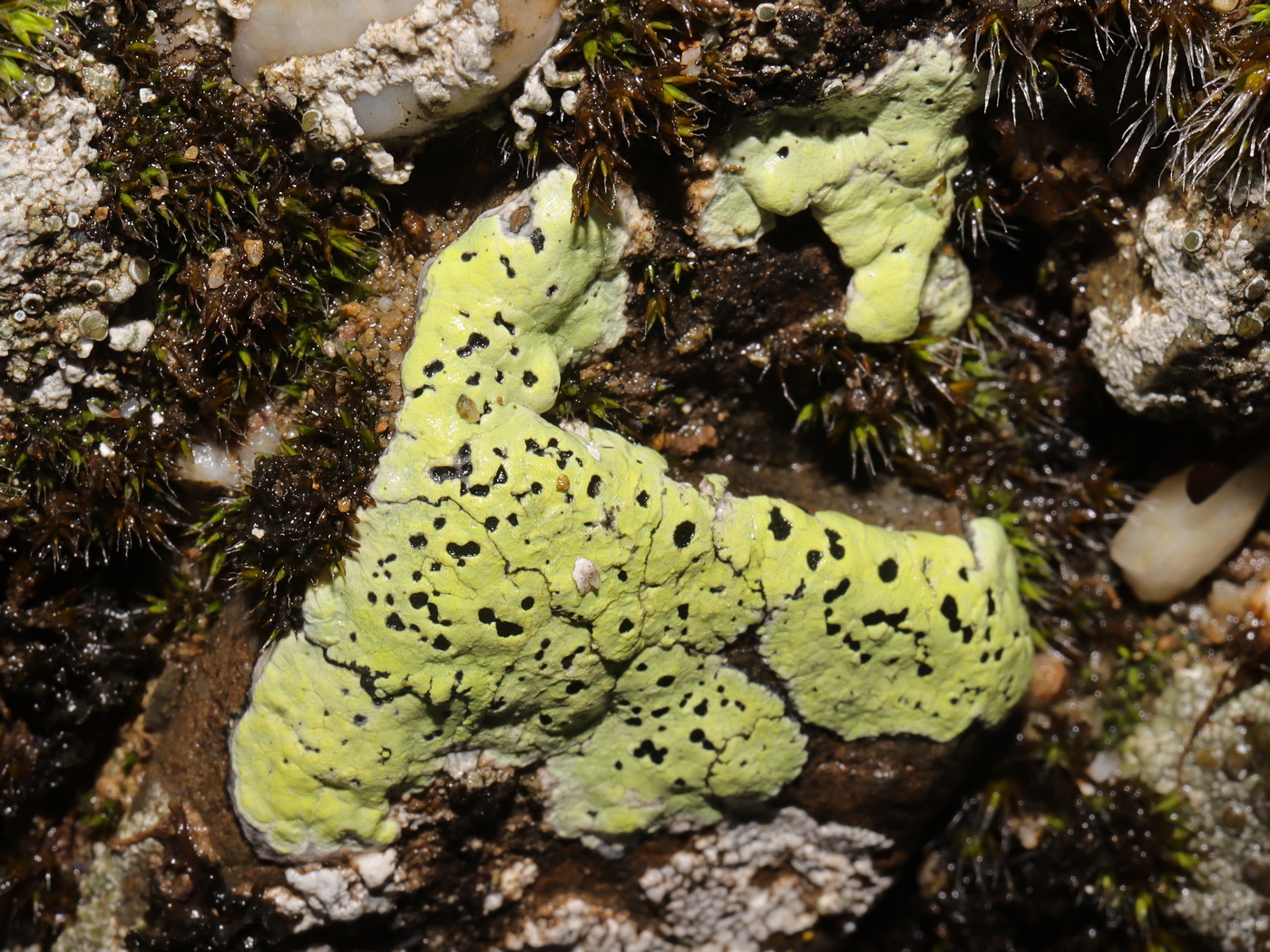 Image of Rhizocarpon lecanorinum specimen.