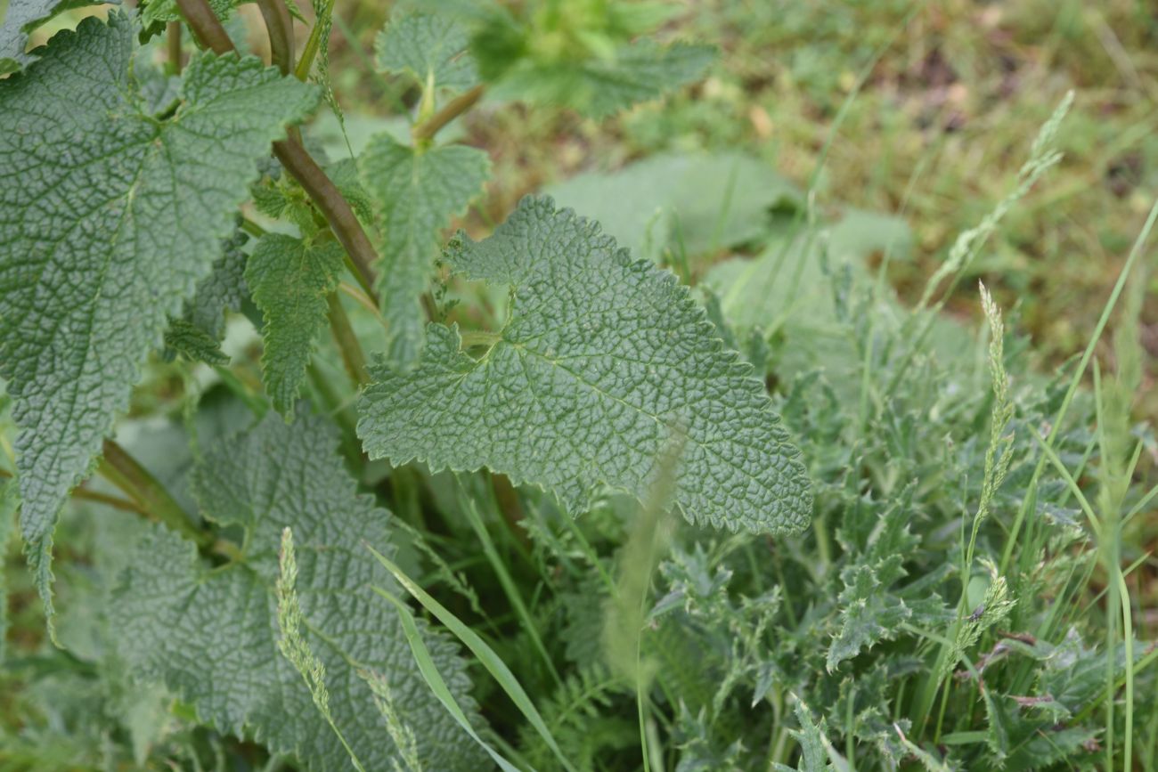 Image of familia Lamiaceae specimen.
