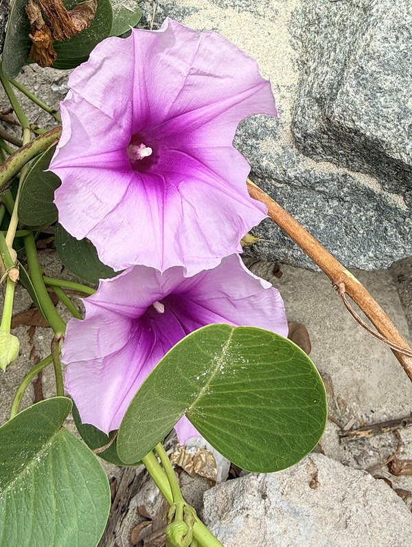 Изображение особи Ipomoea pes-caprae.