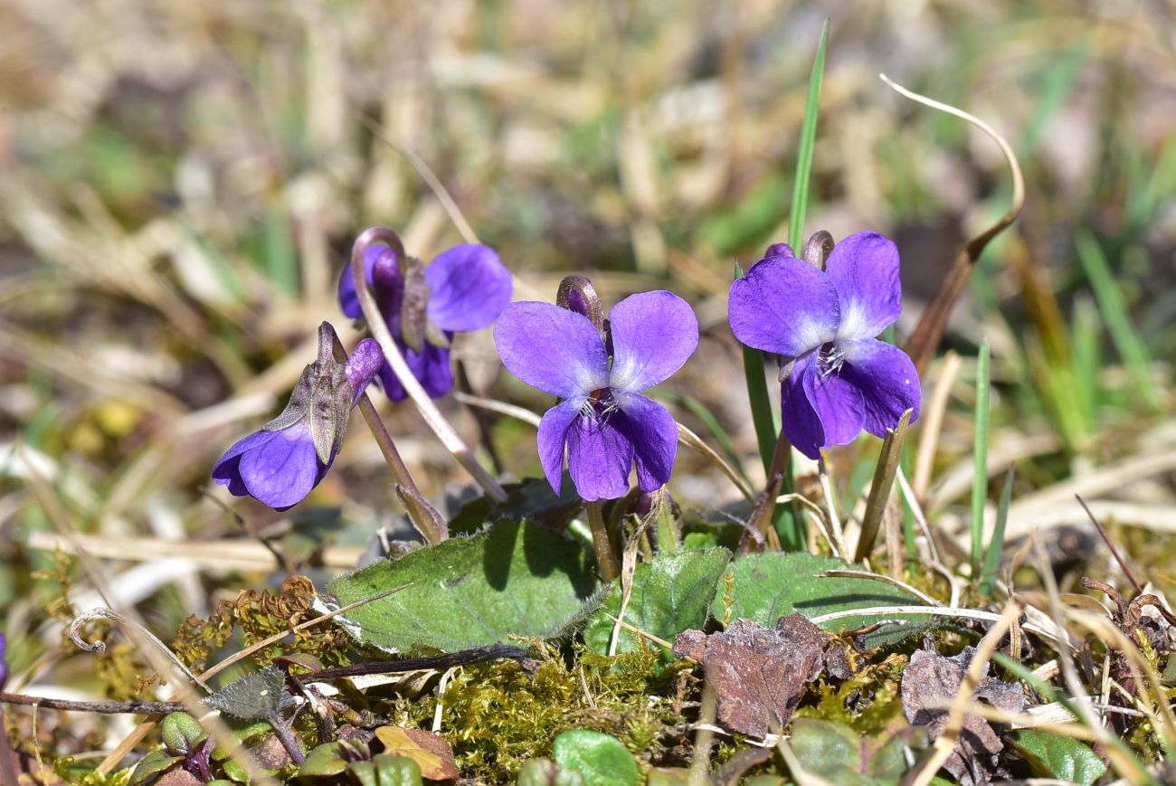 Изображение особи Viola suavis.