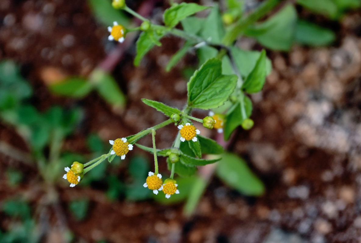 Image of Galinsoga quadriradiata specimen.