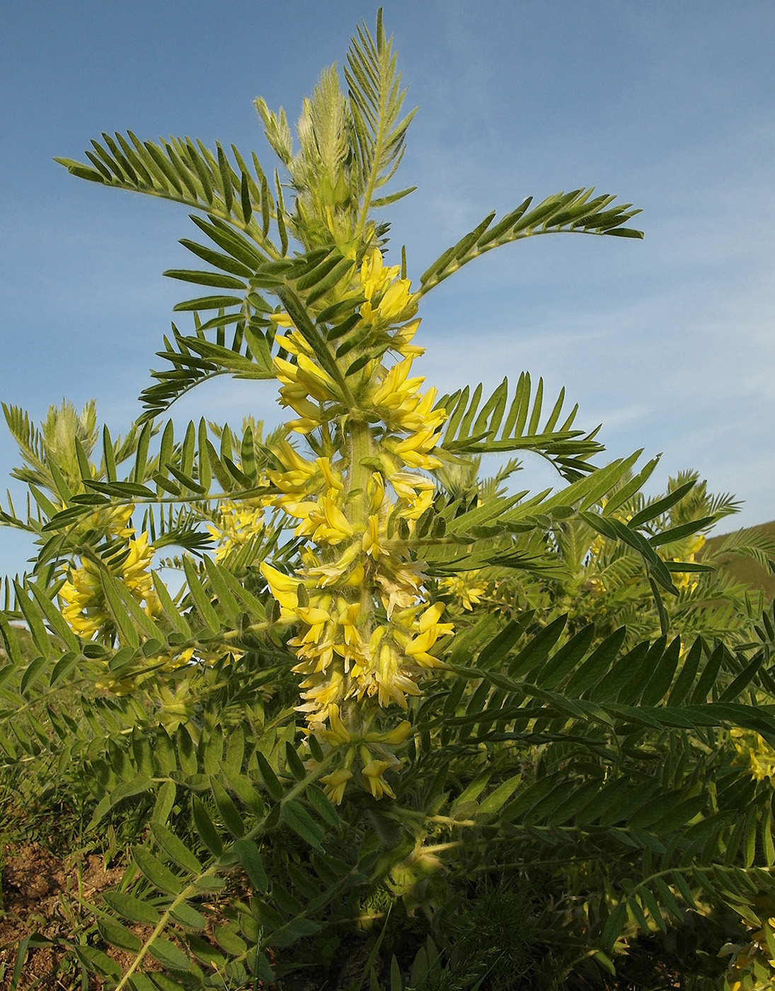Image of Astragalus sieversianus specimen.