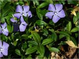 Vinca minor