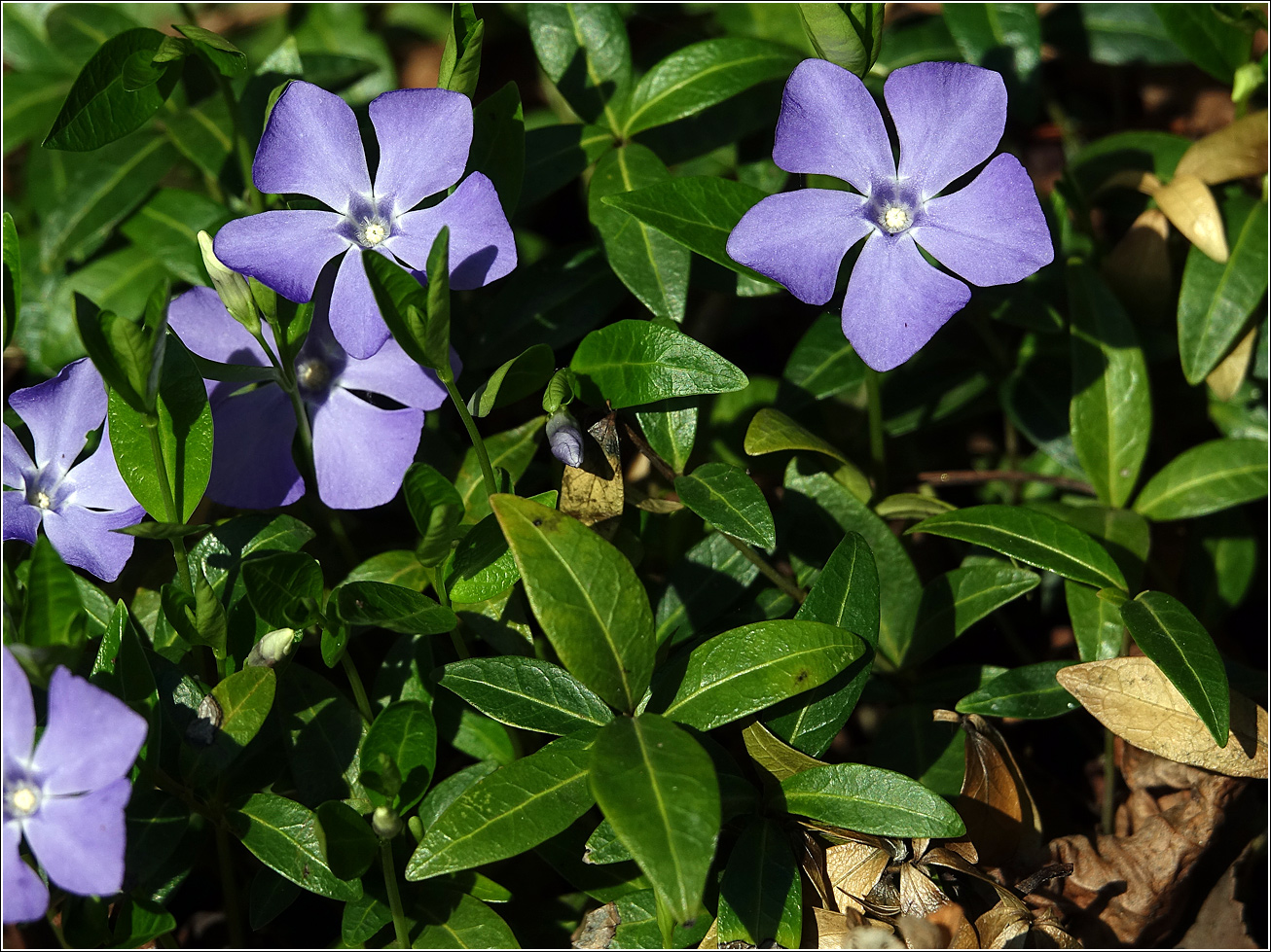Изображение особи Vinca minor.