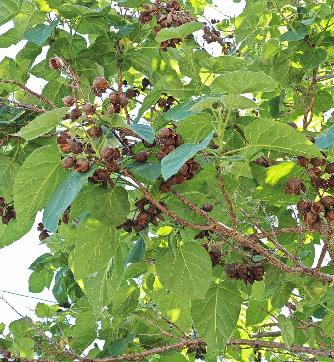 Изображение особи Paulownia tomentosa.