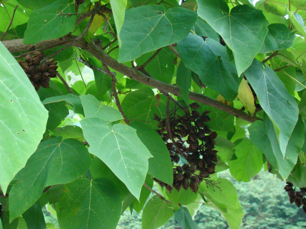 Изображение особи Paulownia tomentosa.