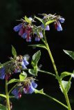 Symphytum asperum. Верхушка цветущей ветви с налипшими семенами Populus. Санкт-Петербург, Кировский р-н, двор жилого дома, газон. 19.06.2026.