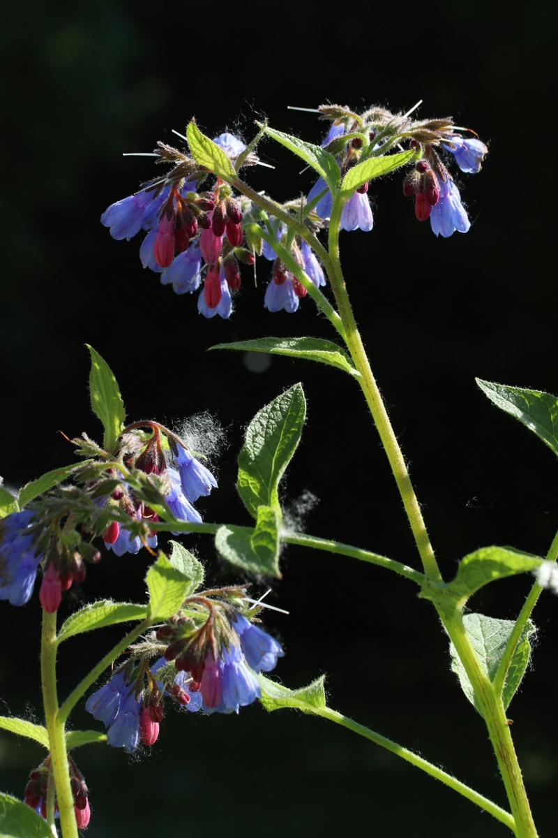 Изображение особи Symphytum asperum.