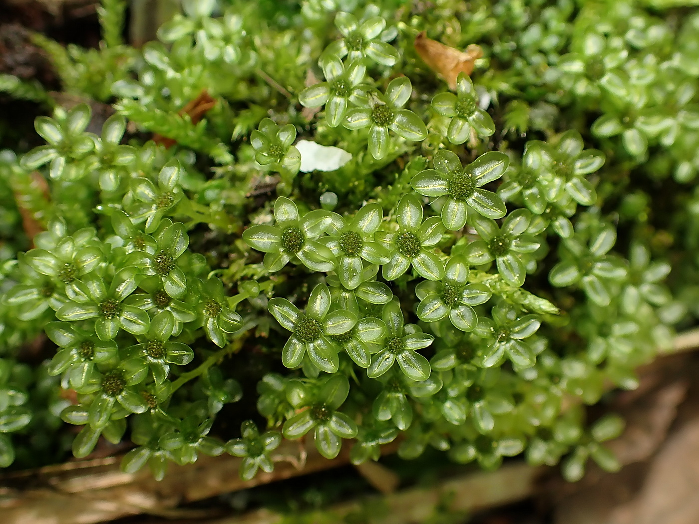 Image of Plagiomnium medium specimen.