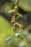 род Salix