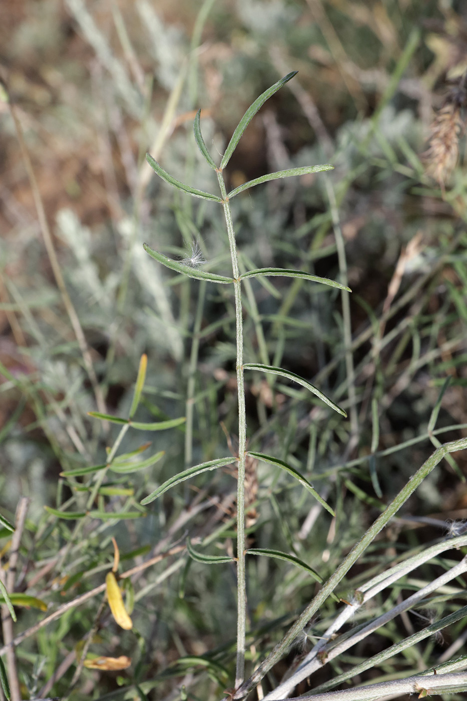 Image of Astragalus pseudotataricus specimen.