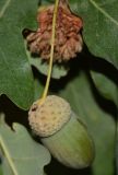 Quercus robur. Незрелый плод и фрагменты листьев; на заднем плане - галл. Узбекистан, г. Ташкент, пос. Улугбек, санитарно-защитная зона. 04.08.2026.