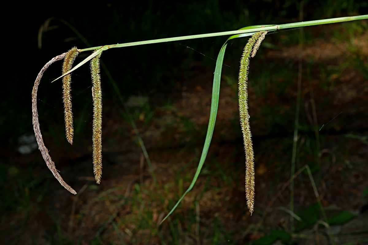 Image of Carex pendula specimen.