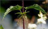 Urtica dioica. Часть стебля с креплением листьев и соцветием. Московская обл., Раменский р-н, окр. дер. Хрипань, садовый участок. 19.07.2026.