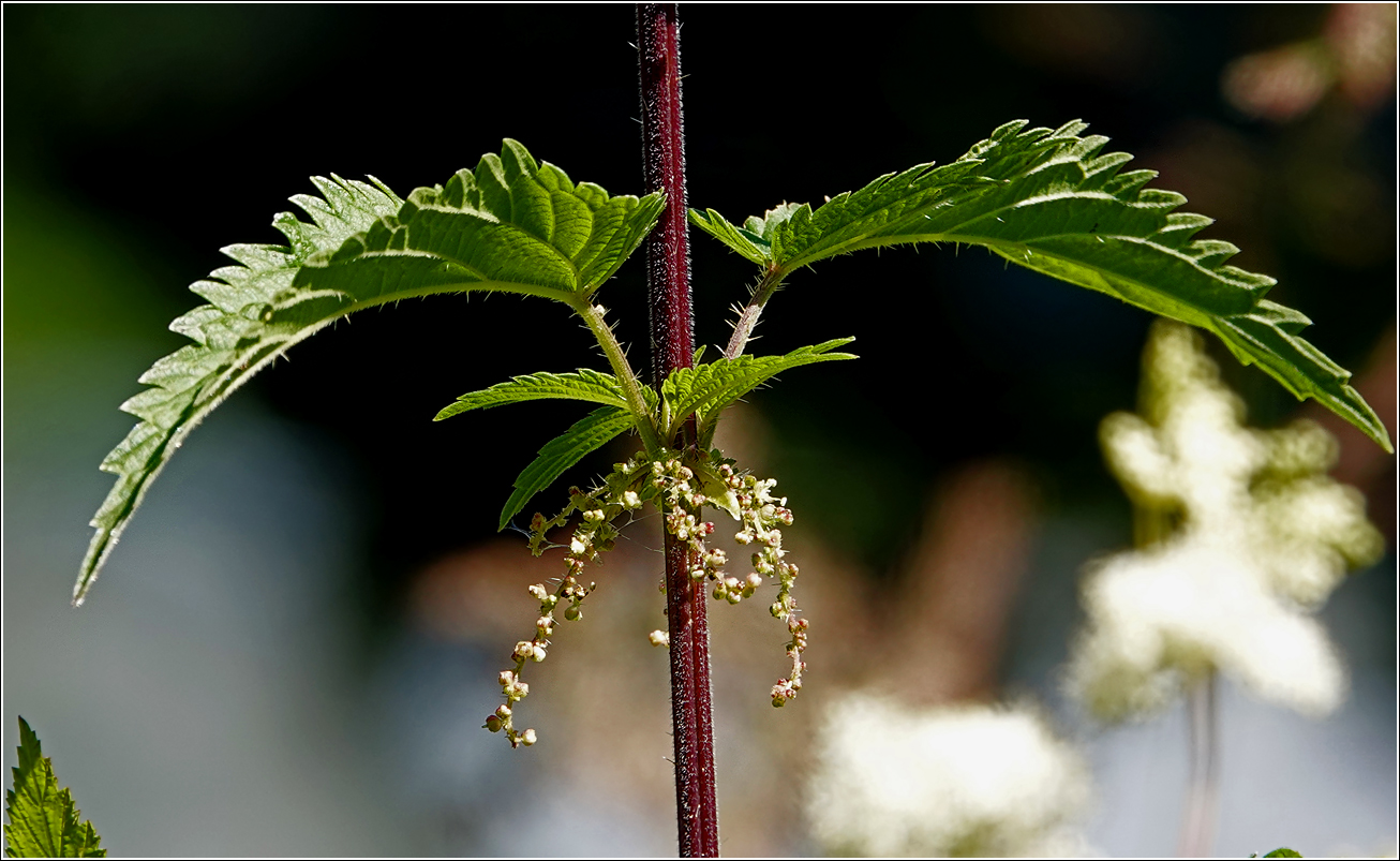 Image of Urtica dioica specimen.