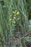 genus Euphorbia. Верхушка цветущего растения. Татарстан, окр. с. Камское Устье, берег р. Волга, опушка широколиственногого леса. 05.06.2026.