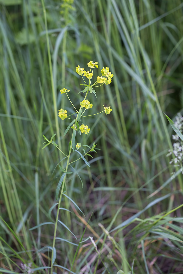 Image of genus Euphorbia specimen.