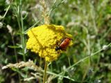 Achillea filipendulina. Соцветие с нарывником четырёхточечным (Mylabris quadripunctata). Узбекистан, Ташкентская обл., склон Угамского хребта, обращённый к Чарвакскому вдхр. 25.06.2005.