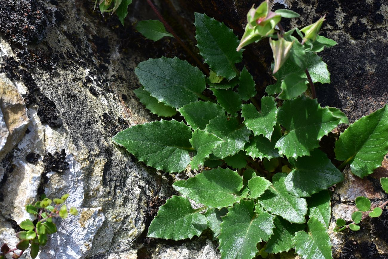 Изображение особи род Campanula.