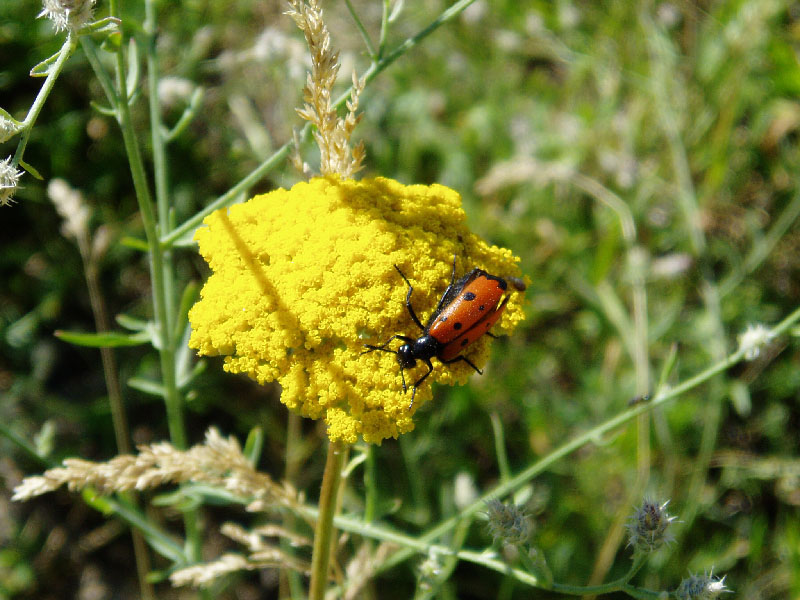 Изображение особи Achillea filipendulina.