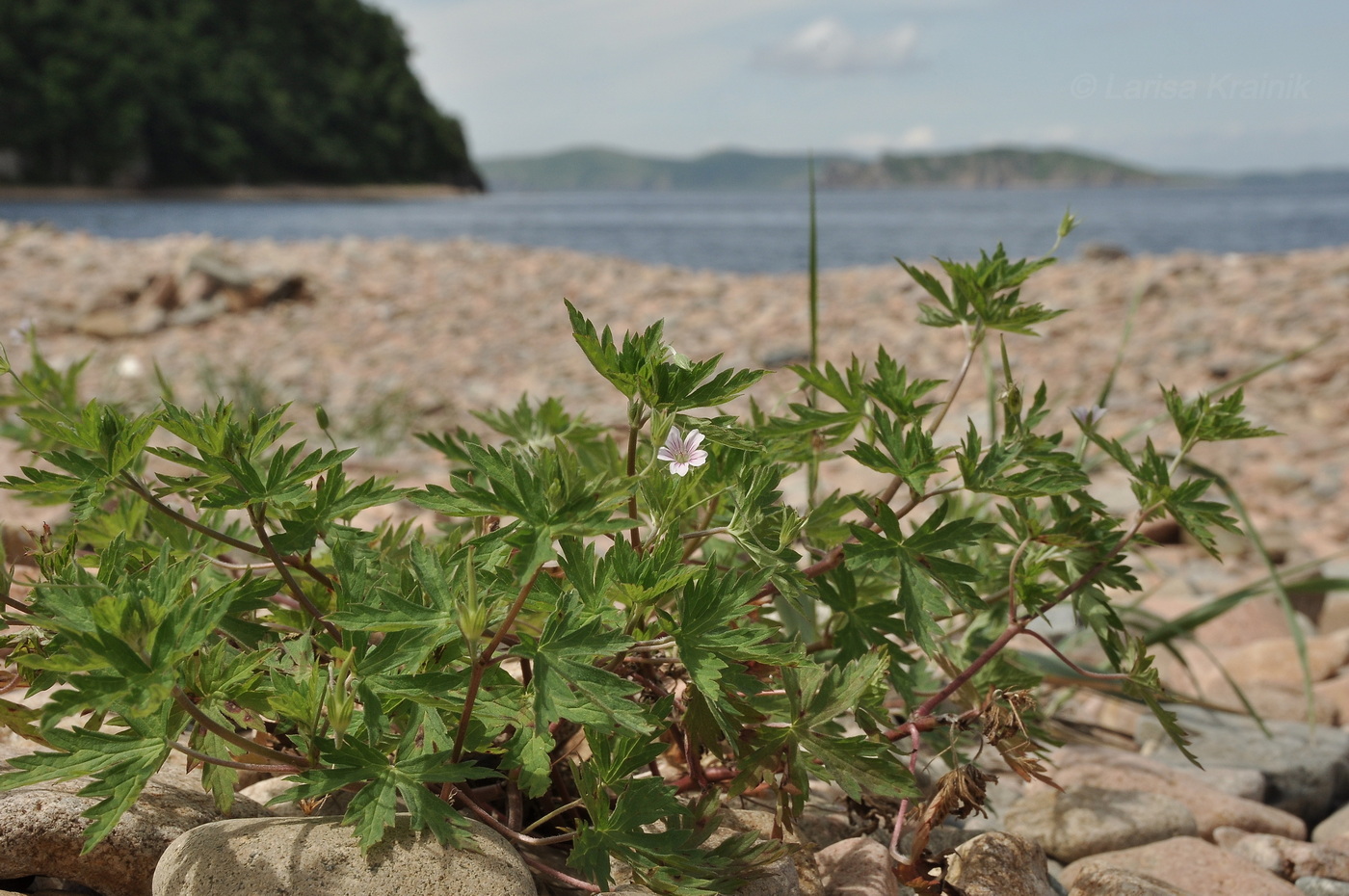 Изображение особи род Geranium.