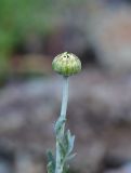 genus Anthemis. Верхушка растения с развивающимся соцветием. Турция, ил Артвин, р-н Юсуфели, выше дер. Гюльпынар, выс. 1745 м н.у.м., на склоне. 13 июня 2026 г.
