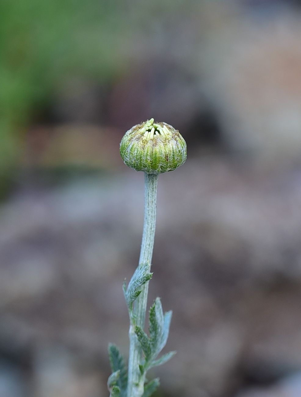 Image of genus Anthemis specimen.
